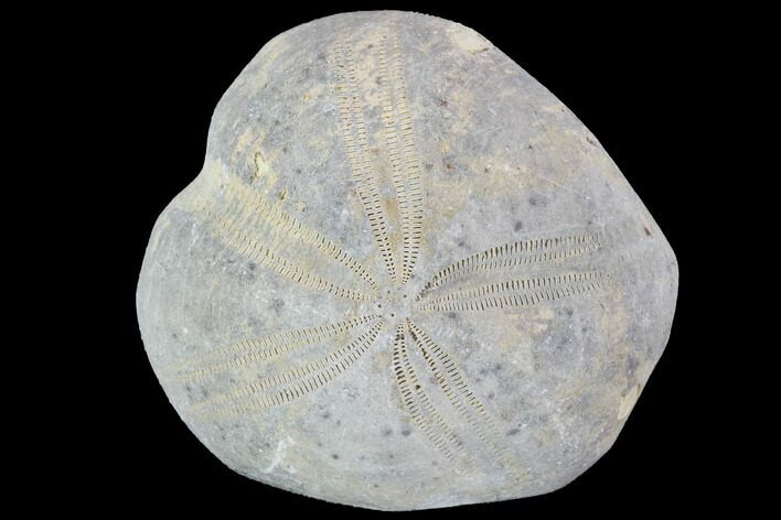 Toxaster Fossil Echinoid (Sea Urchin) - Agadir, Morocco #90642